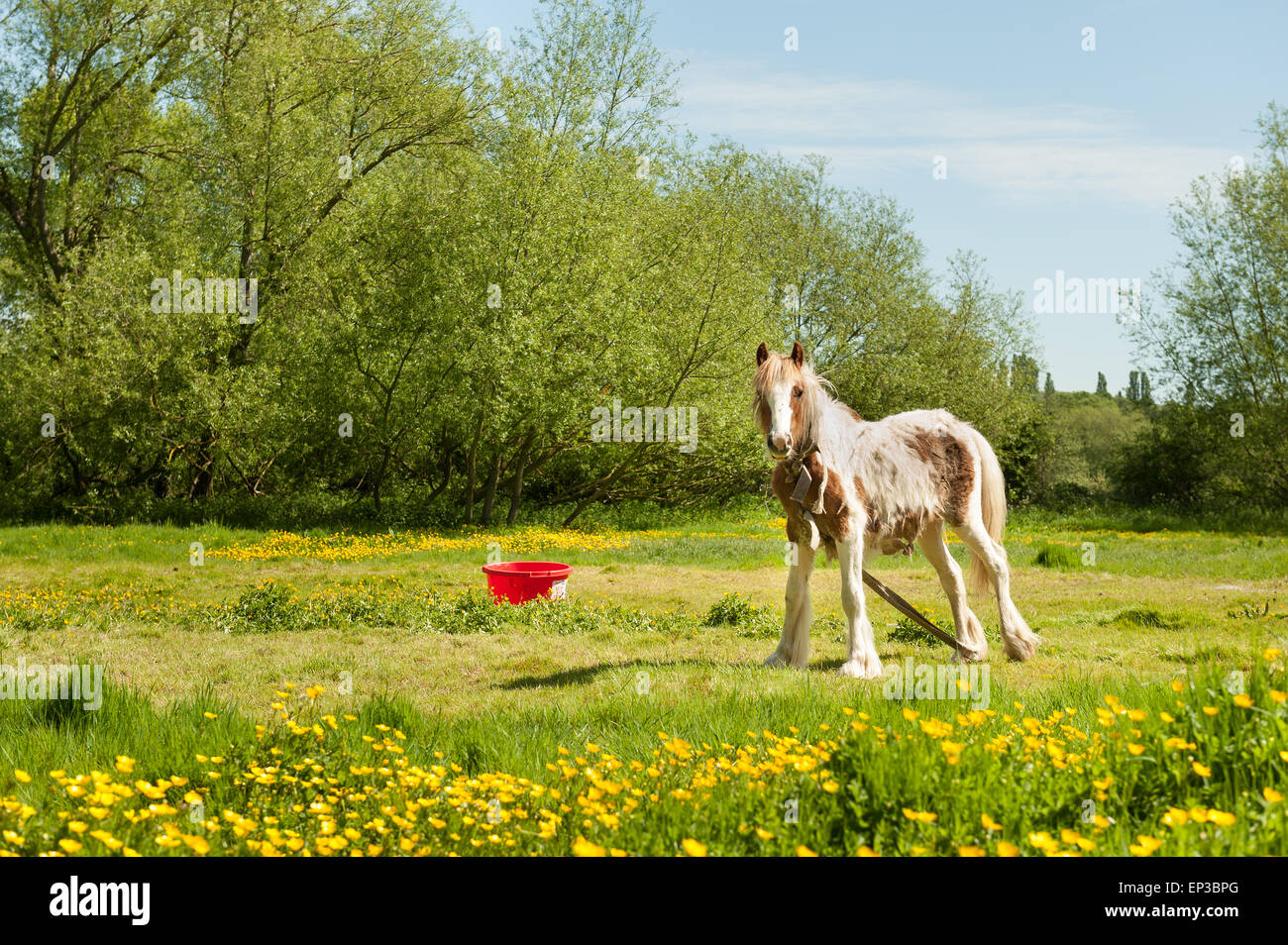 Frêles intégré dans l'enclos avec poneys fine grêle emmêlée touffes sur l'excrétion du plomb en manteau d'hiver d'été à l'extérieur Banque D'Images