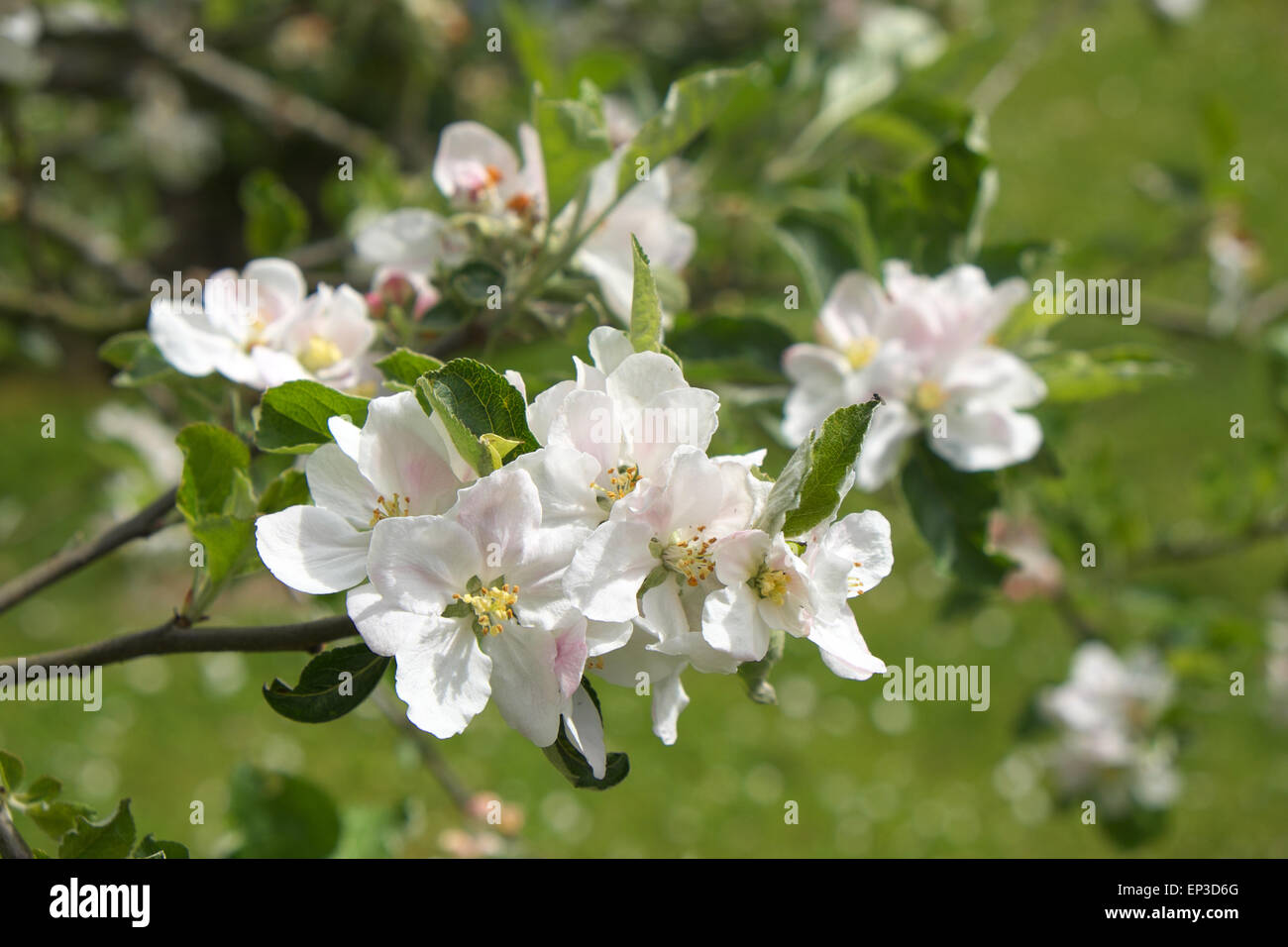 Fleur de pommier en mai dans le Herefordshire UK Banque D'Images