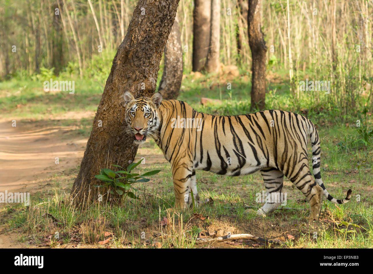 Royal tigre du Bengale Panthera tigris ou au parc national de Tadoba, Maharashtra, Inde Banque D'Images