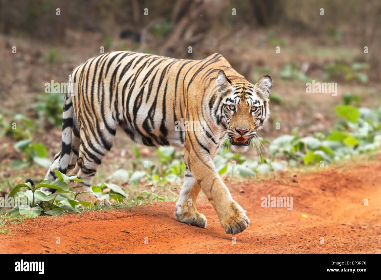 Tigre du Bengale Royal ou Panthera tigris ou tigre de l'Inde à la route traversant le parc national de Tadoba, Maharashtra, Inde Banque D'Images