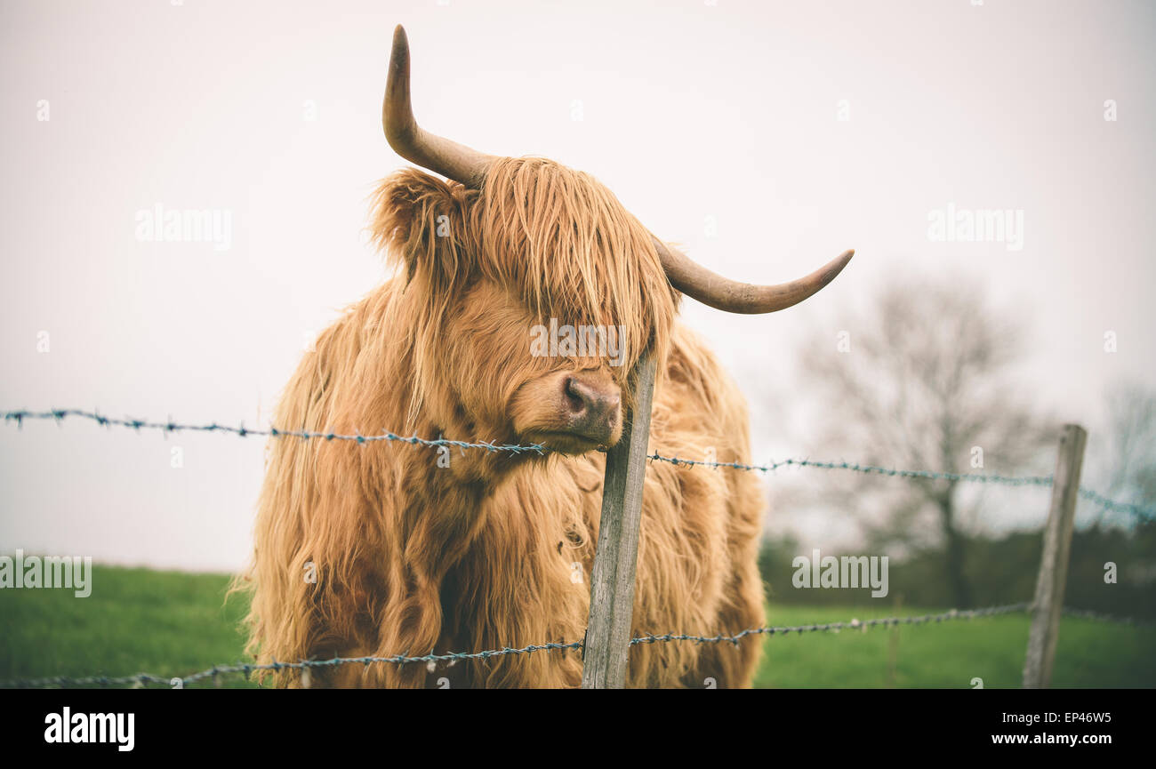 Une triste et solitaire vache Highland pairs sur une clôture en fil barbelé. Banque D'Images