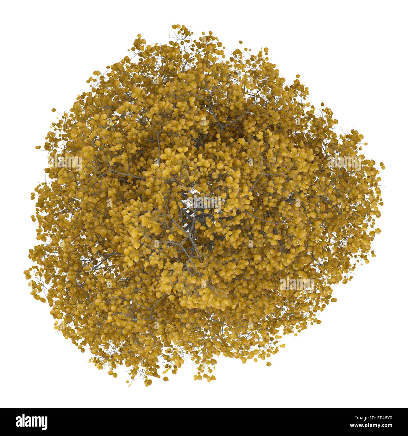 Vue de dessus de l'automne tilleul commun isolé Banque D'Images