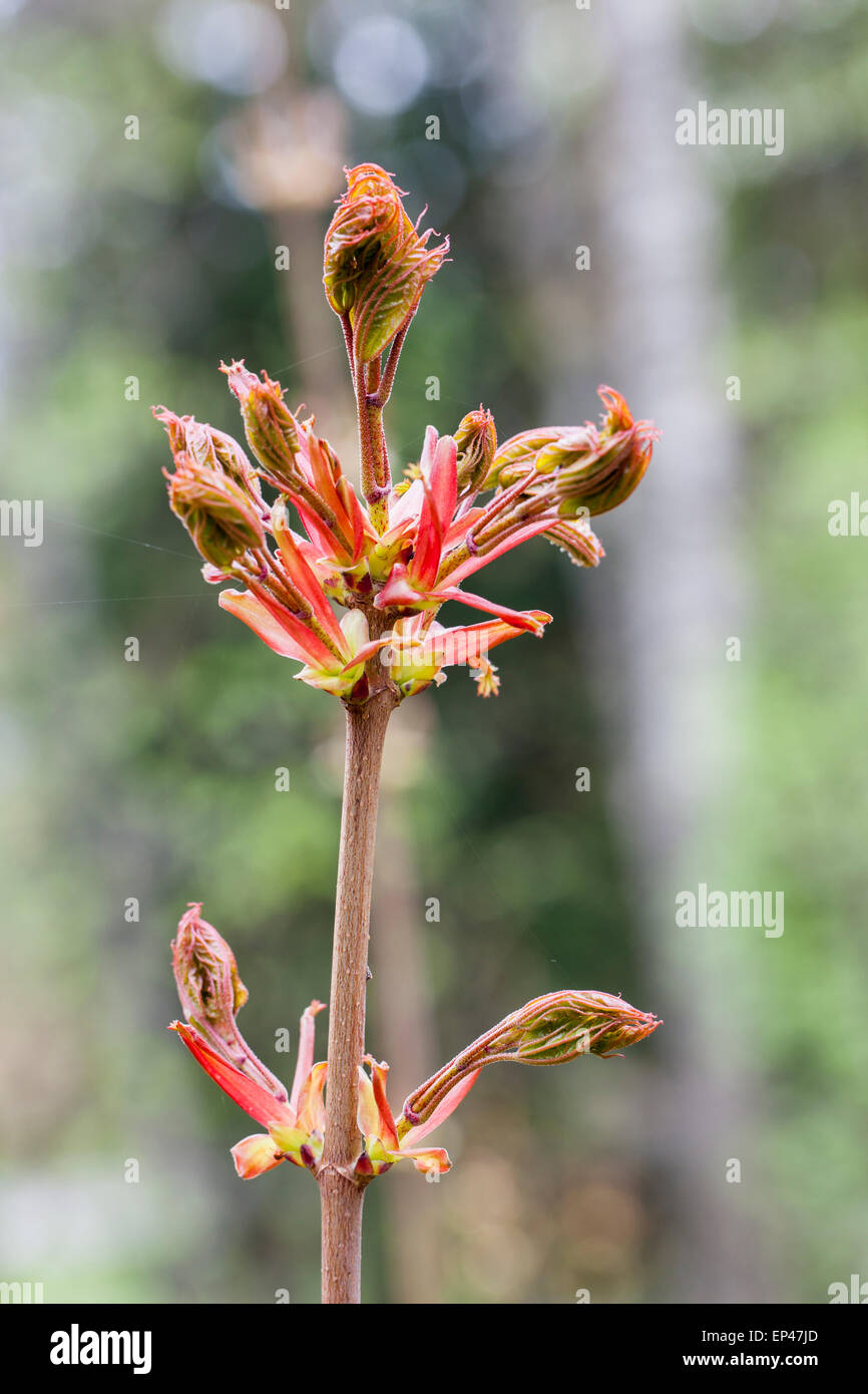 Les jeunes pousses d'érable (Acer platanoides) Banque D'Images
