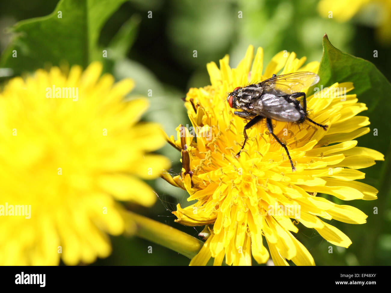 Sur la photo d'une grande mouche sur un pissenlit Banque D'Images