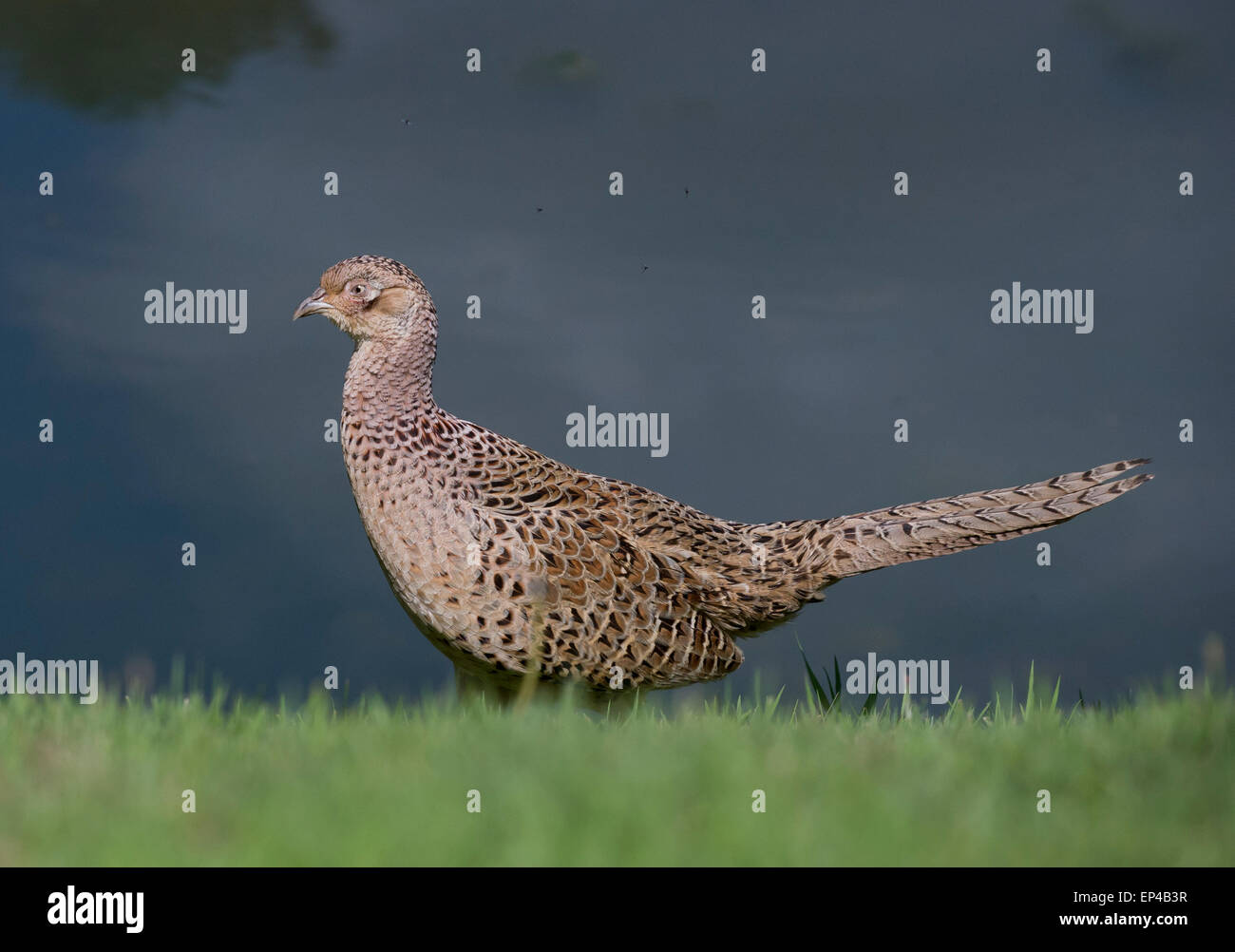 Le faisan commun (Phasianus colchicus) - femmes Banque D'Images