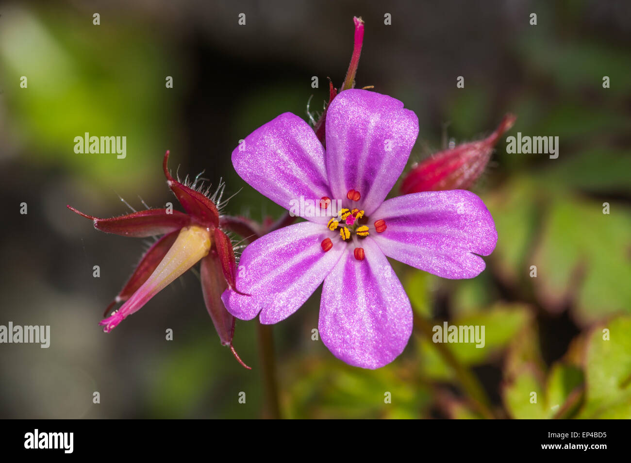 Herb Robert (Geranium robertianum) Banque D'Images