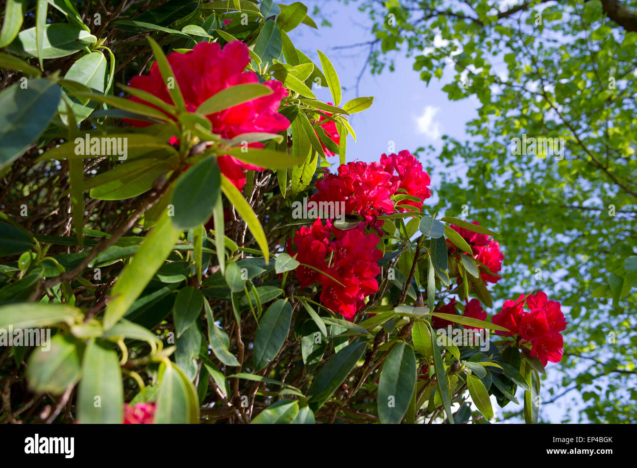 Au printemps la floraison des rhododendrons Banque D'Images