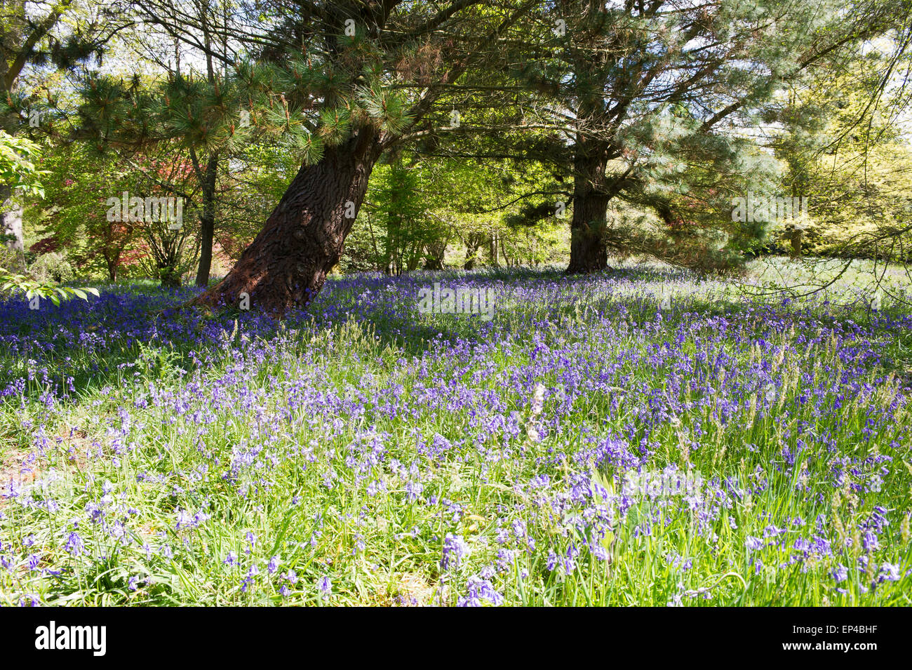Bluebells (Hyacinthoides non-scripta) Banque D'Images