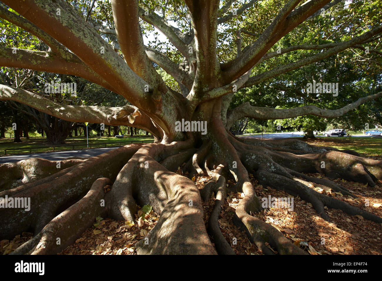 Moreton figuier (Ficus Macrophylla), Auckland Domain, Auckland, île du Nord, Nouvelle-Zélande Banque D'Images