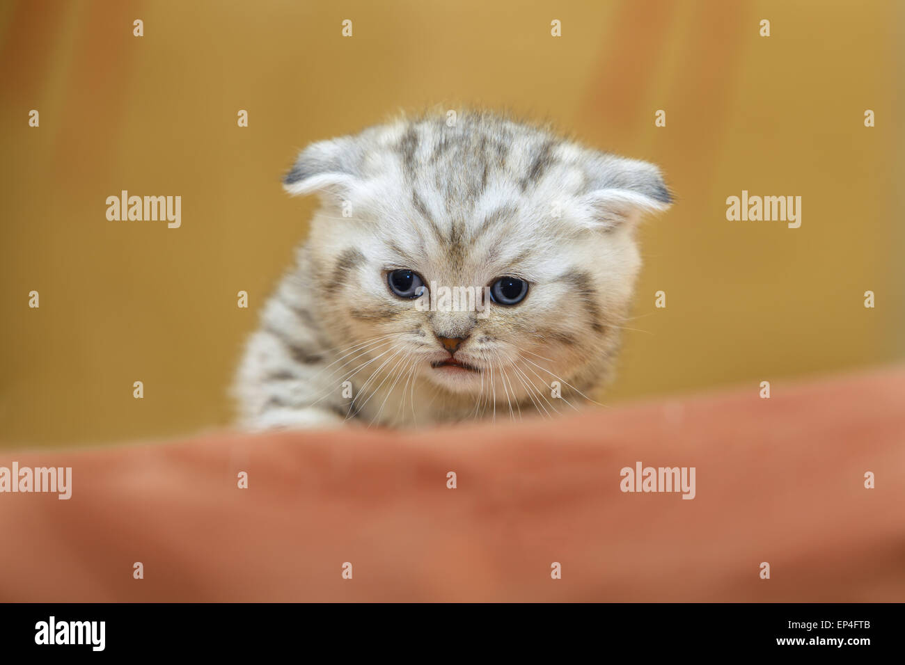 Petit Chaton Scottish Fold blanc posant sur fond de bur Banque D'Images