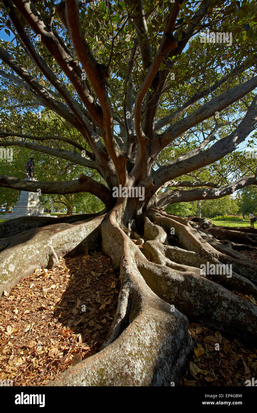 Moreton figuier (Ficus Macrophylla), Auckland Domain, Auckland, île du Nord, Nouvelle-Zélande Banque D'Images