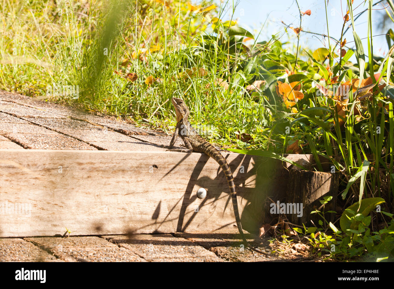 Un lézard est assis sur un escalier avec de l'herbe dans le châssis de l'appareil photo. Banque D'Images