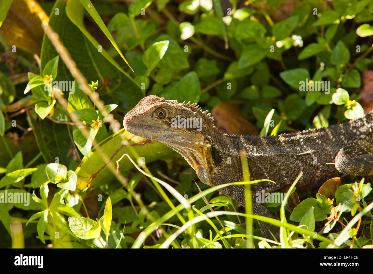 Un gros plan d'un lézard niché dans les feuilles et l'herbe en Australie. Banque D'Images
