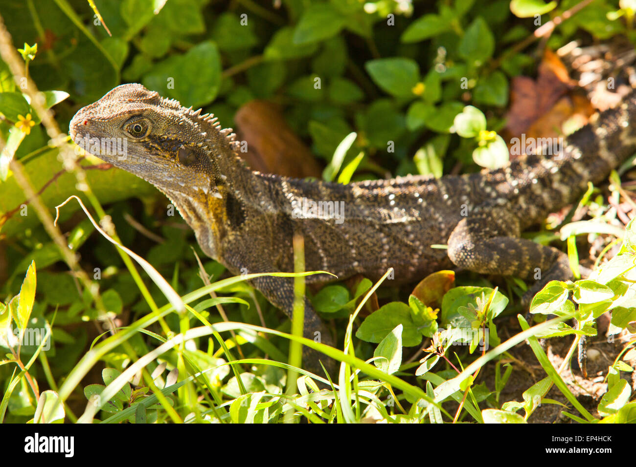Un gros plan d'une séance de lézard dans l'herbe quelque part en Australie. Banque D'Images