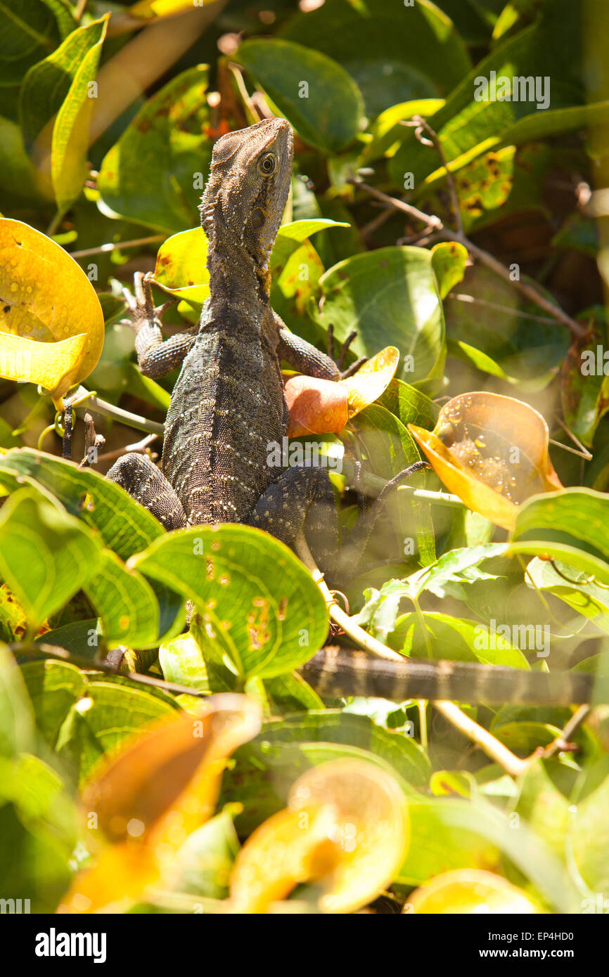Un avis d'un lézard dans l'herbe assis quelque part en Australie. Banque D'Images