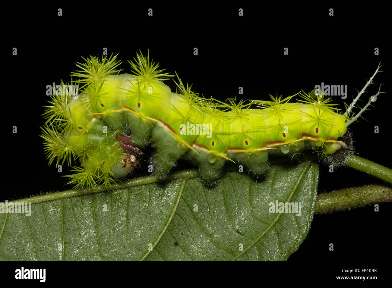 Une tortue à Caterpillar a l'air menaçant avec ses nombreuses pointes urticantes et épines. Banque D'Images
