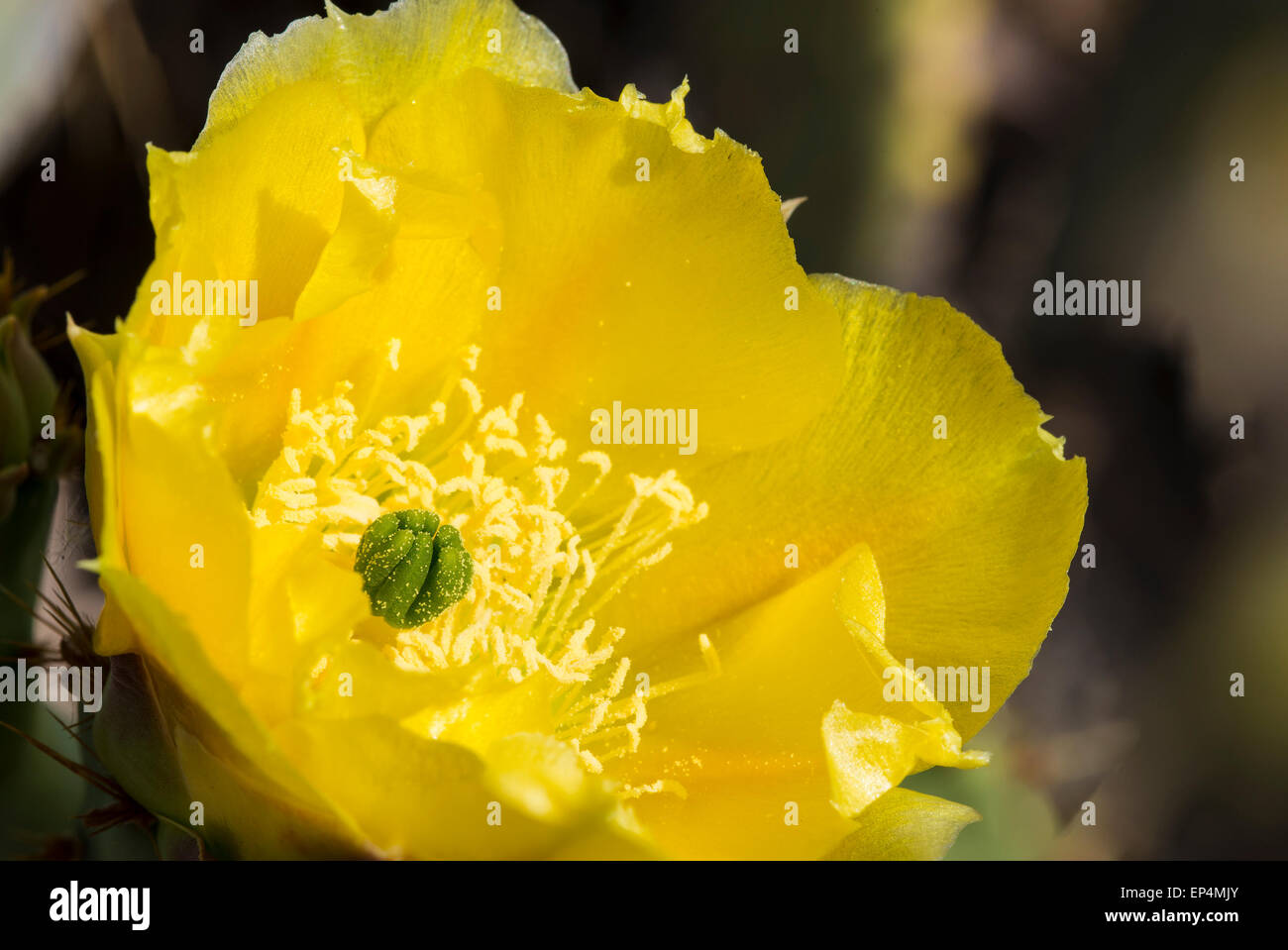 L figuier de Barbarie (Opuntia engelmannii) fleurs de cactus, Dutchman's Trail hors de l'eau d'abord, la superstition réserve intégrale, Banque D'Images