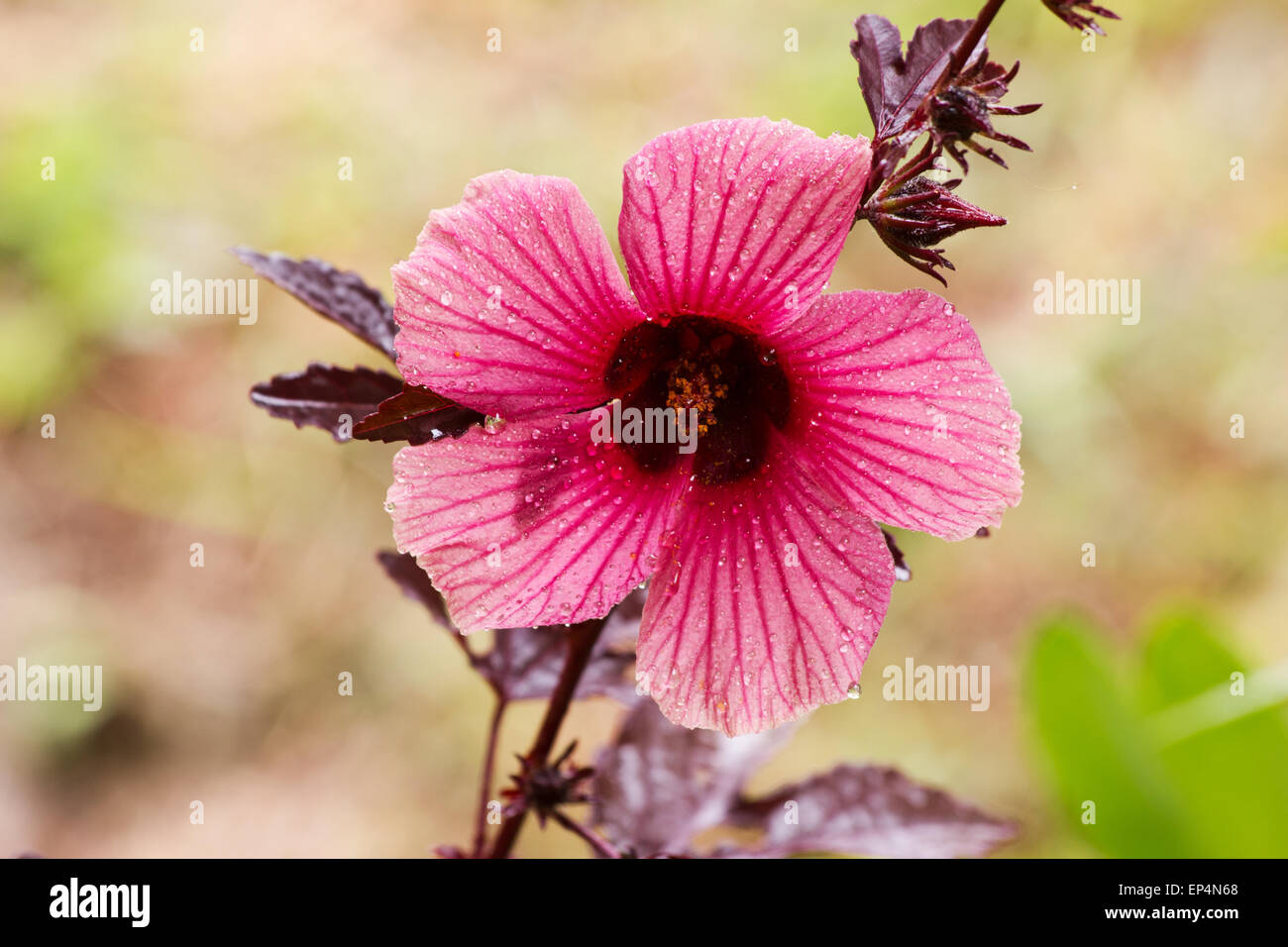 Roselle (Hibiscus sabdariffa) plante et fleurs Banque D'Images