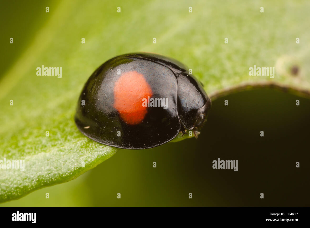 Poignardé à deux reprises (Coccinelle Chilocorus sp.), soit C. cactus ou C. La stigmatisation, dans le parc national des Everglades, en Floride. Banque D'Images