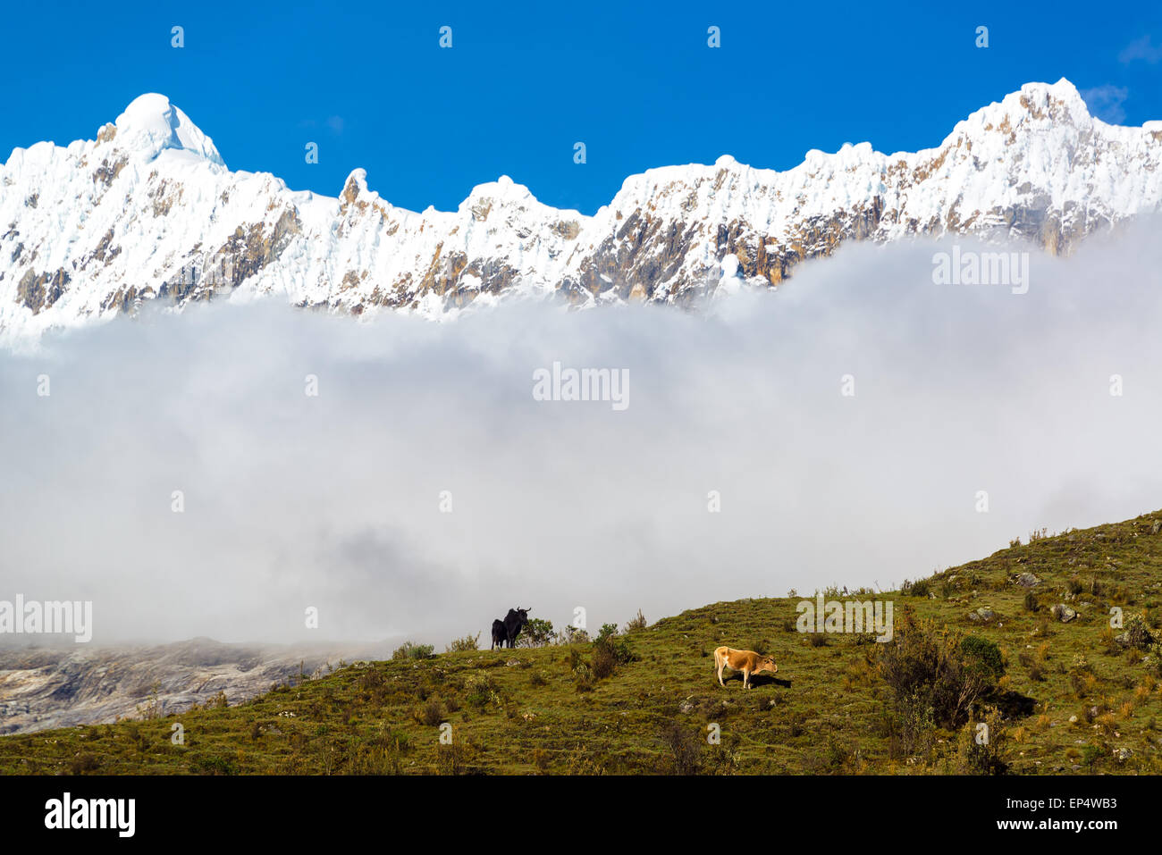 Deux vaches sur une crête avec des sommets enneigés des Andes dans le fond près de Huaraz, Pérou Banque D'Images