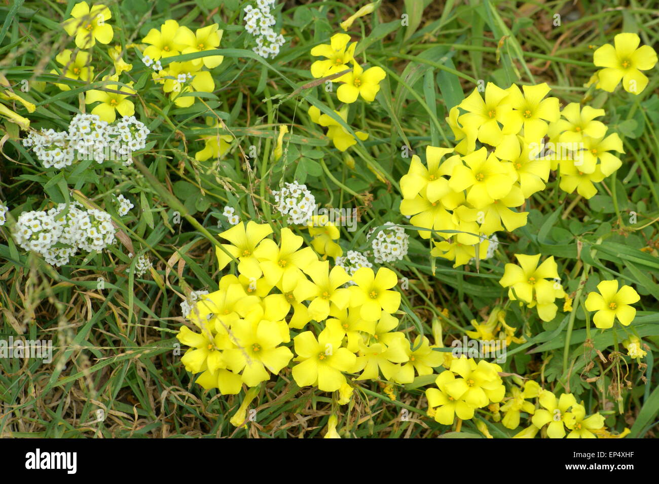 FLEURS DE LA RIVE Banque D'Images
