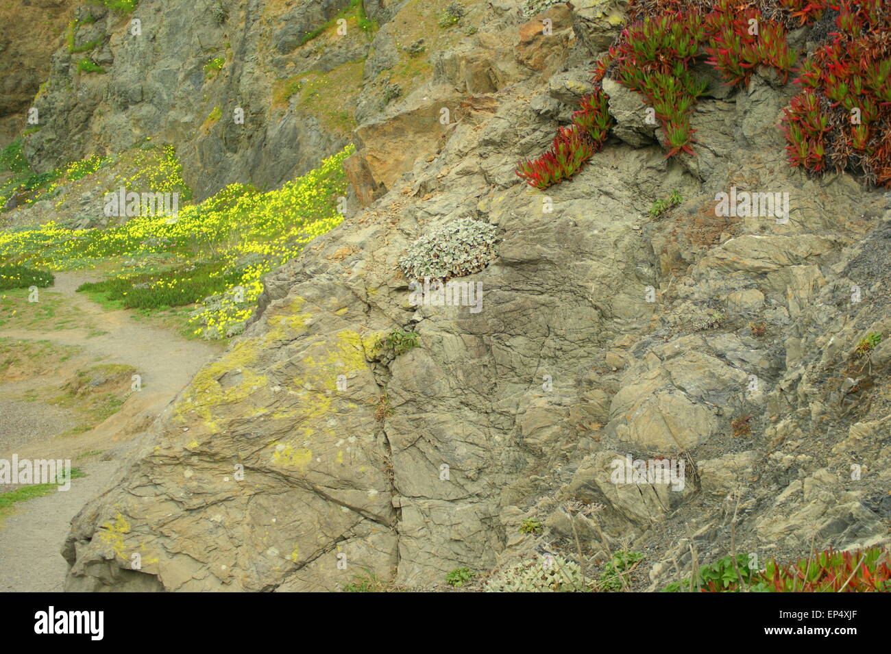 FLEURS DE LA RIVE Banque D'Images