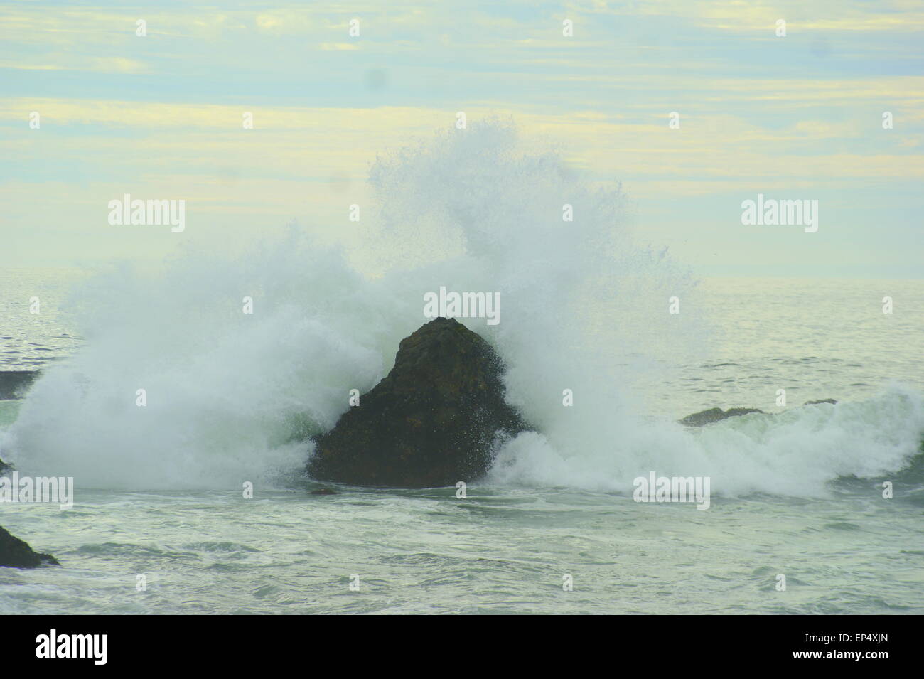 FLEURS DE LA RIVE Banque D'Images