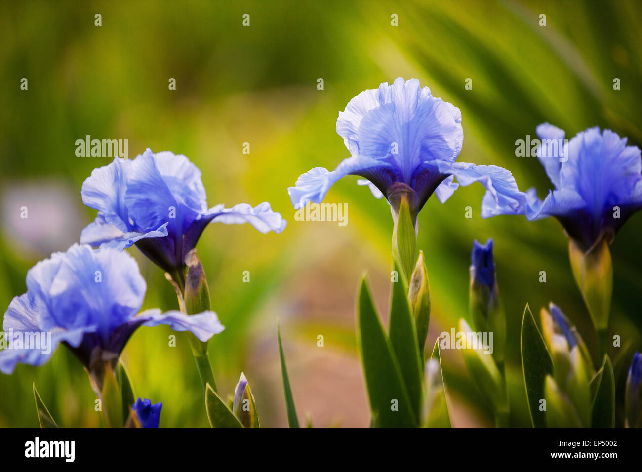 Iris bleu des fleurs dans le jardin Banque D'Images