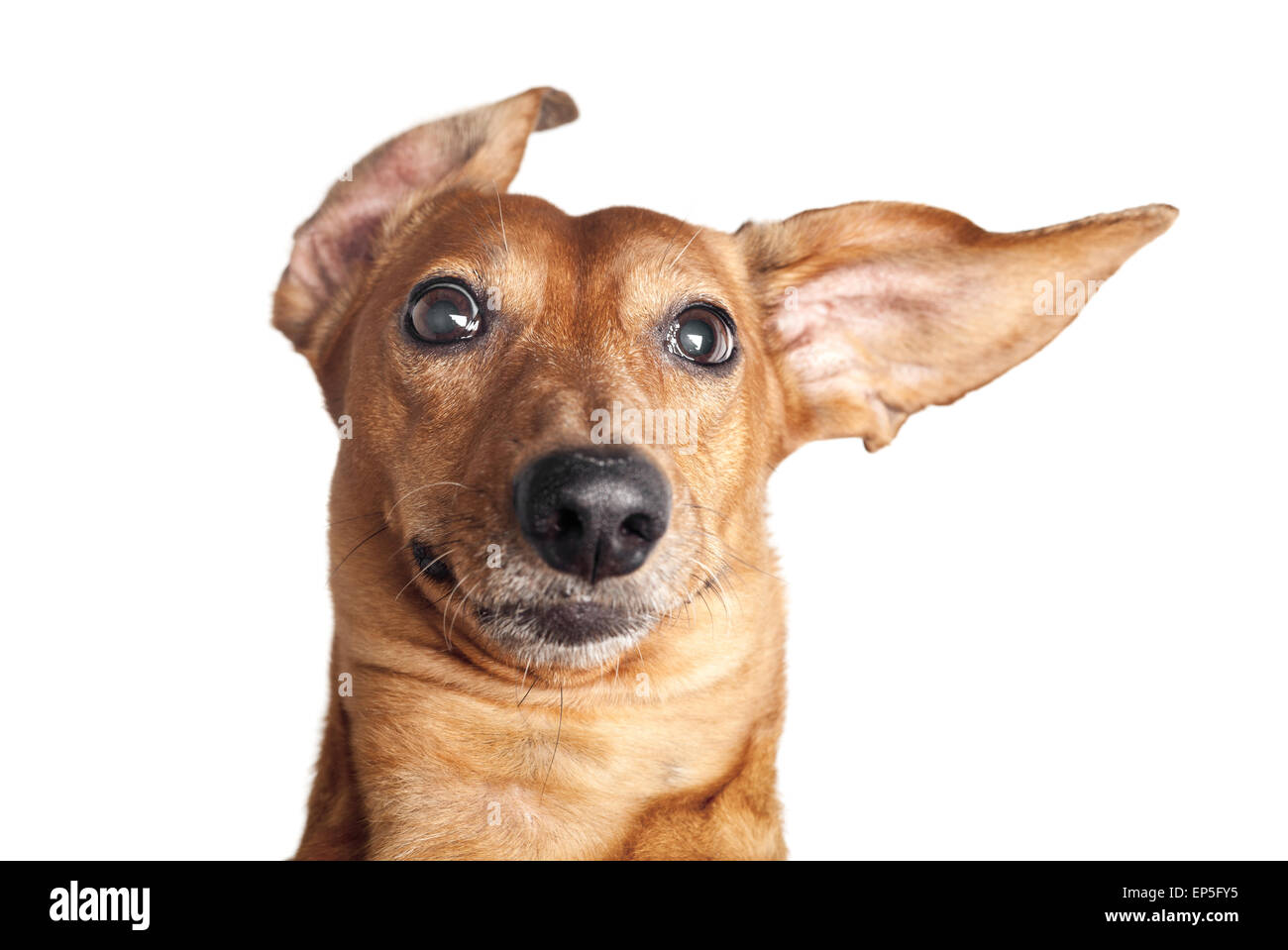 Portrait de teckel brun fou isolé chien Banque D'Images