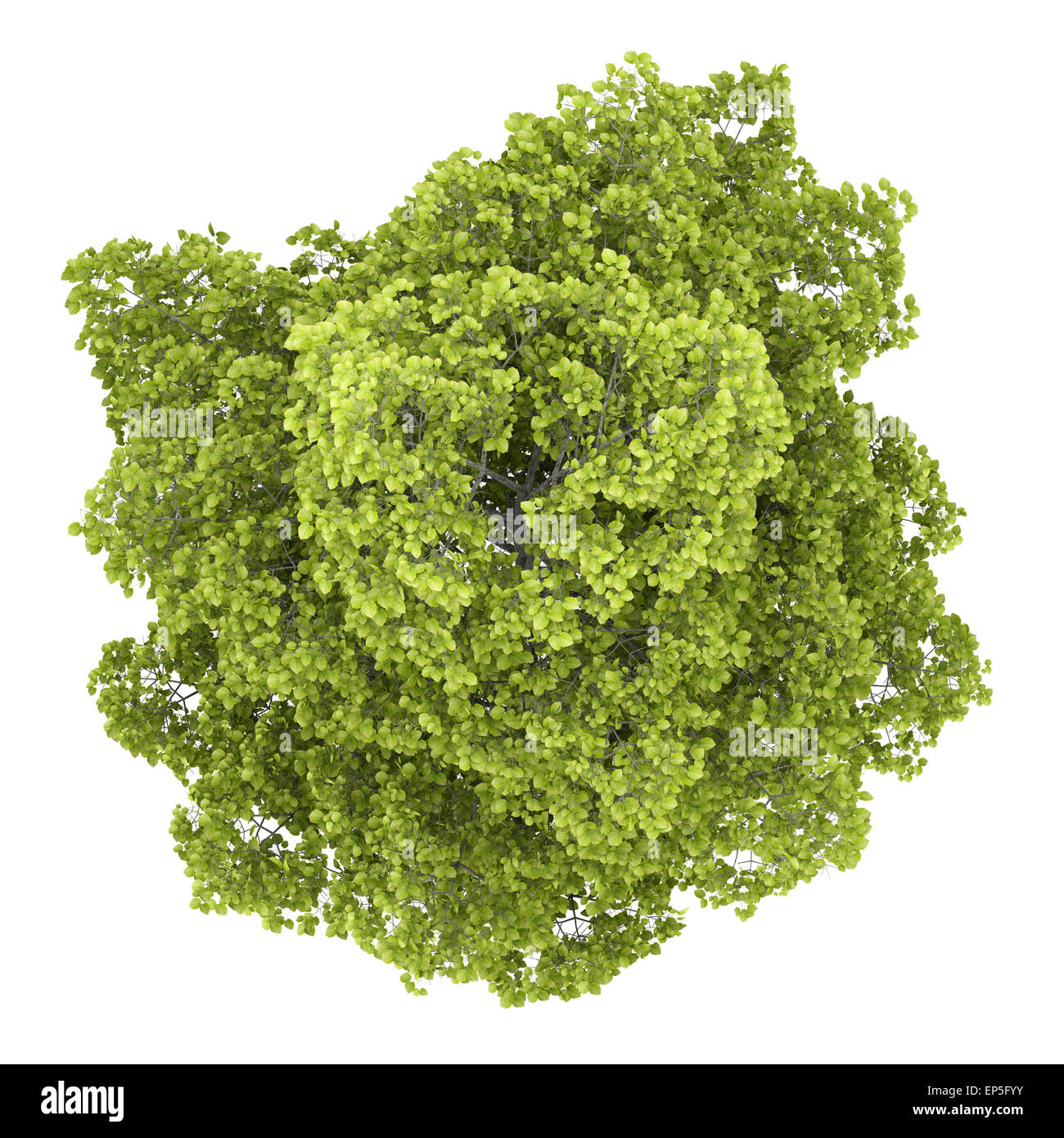 Vue de dessus du tilleul commun isolated on white Banque D'Images