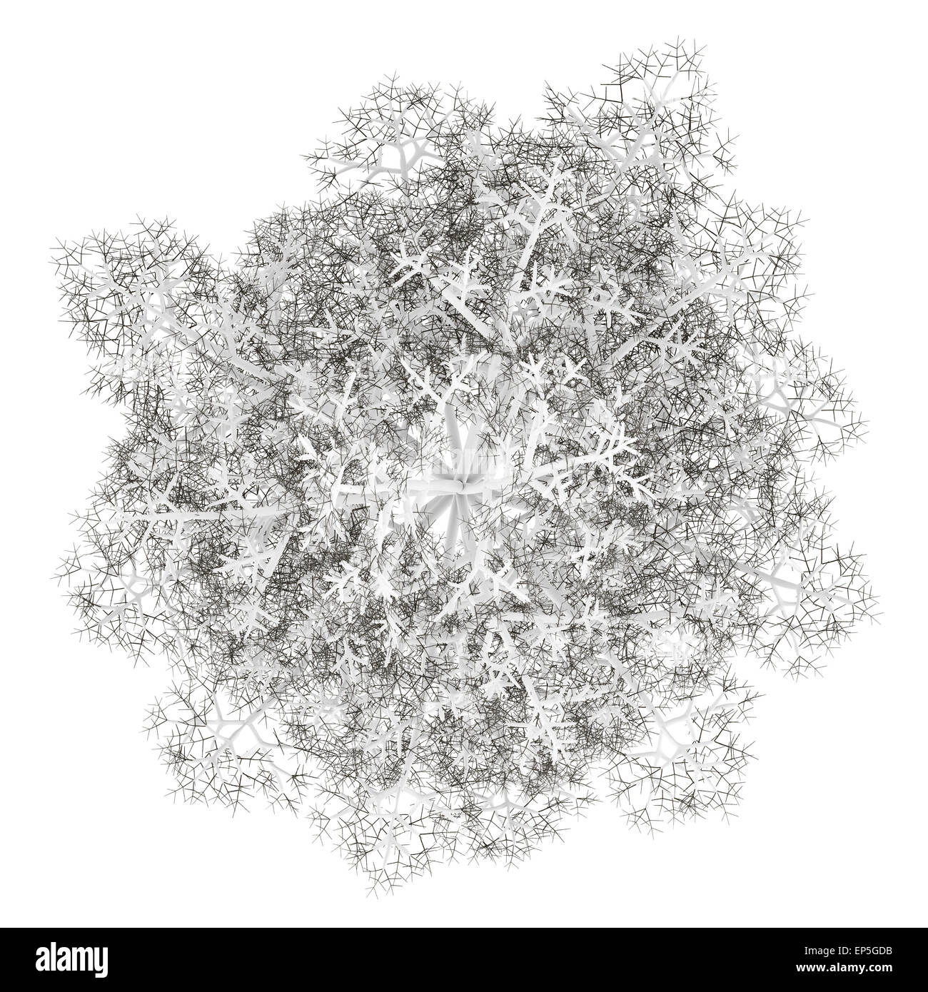 Vue de dessus du tilleul commun d'hiver isolé Banque D'Images