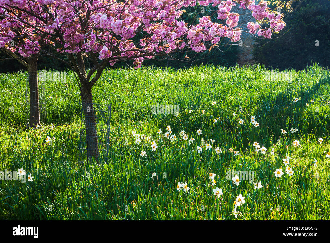 Cerisiers et daffoldils sur le Bowood Estate dans le Wiltshire au printemps. Banque D'Images