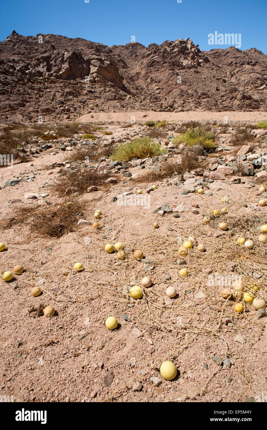 L'Egypte, le Sinaï, Sharm el Sheikh, le Parc National de Nabq, Melon du désert, de plus en plus Cirullus colocynthis Banque D'Images