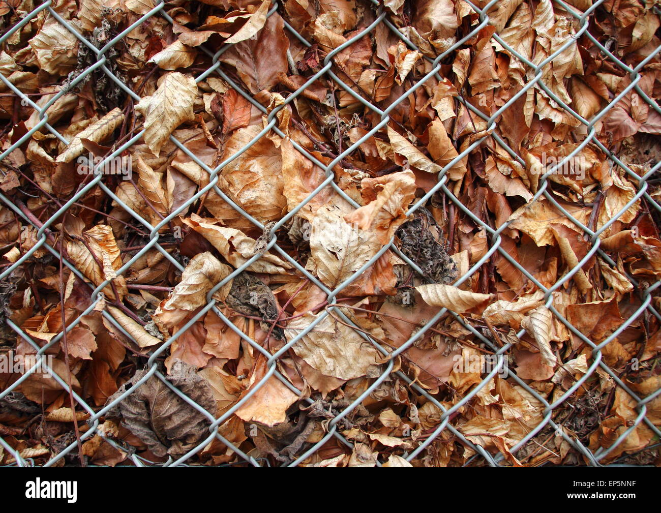 Automne feuilles mortes derrière la grille métallique fence Banque D'Images
