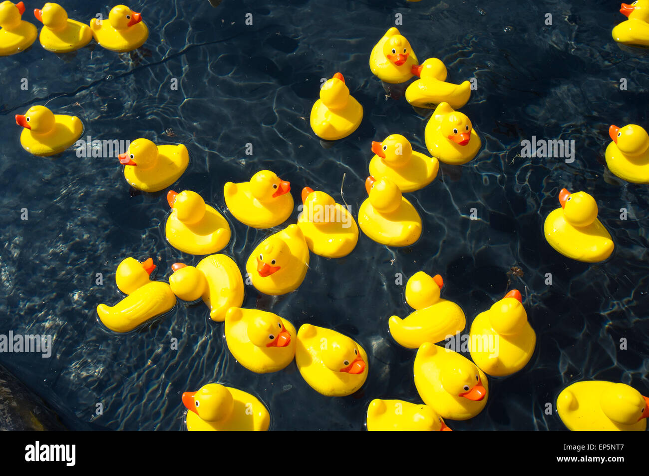 Canards en plastique jaune à une foire d'été anglais. Banque D'Images