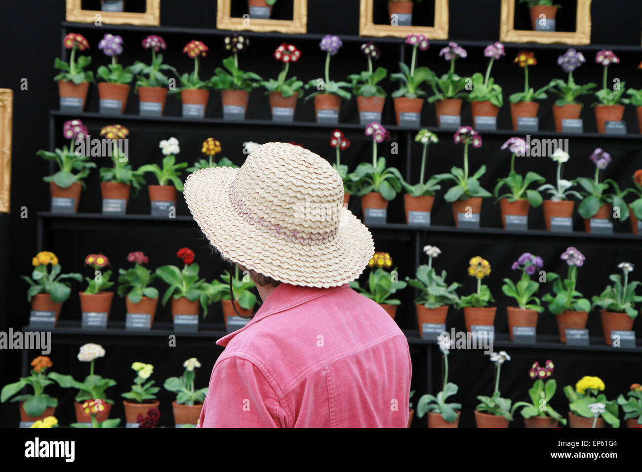 Personne en hat à Auricula theatre afficher sur l'usine en position de spécialiste à chapiteau floral RHS Chelsea Flower Show, Mai 2014 Banque D'Images