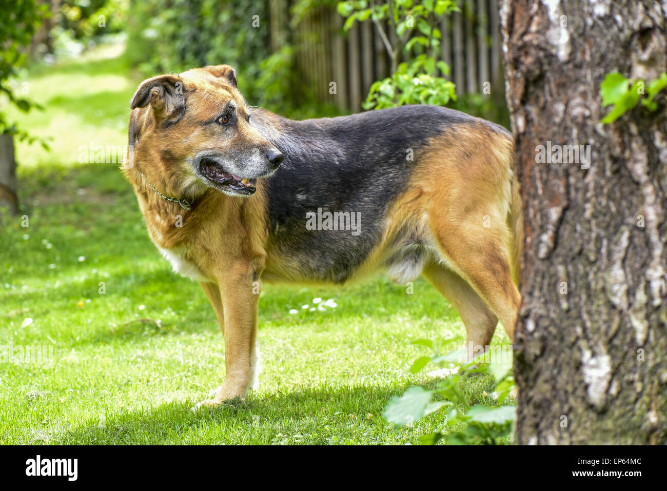 Ancien chien de chasse, rocé, Autriche, Basse Autriche, le sud de la Basse-Autriche, Deggendorf Banque D'Images