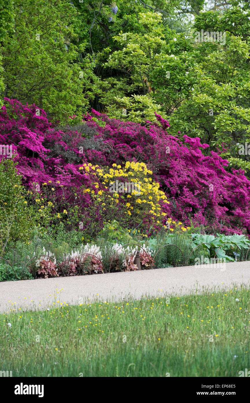 Rhododendron obtusum var. amoenum. Azalea fleurs magenta au RHS Wisley Gardens, Surrey, Angleterre Banque D'Images