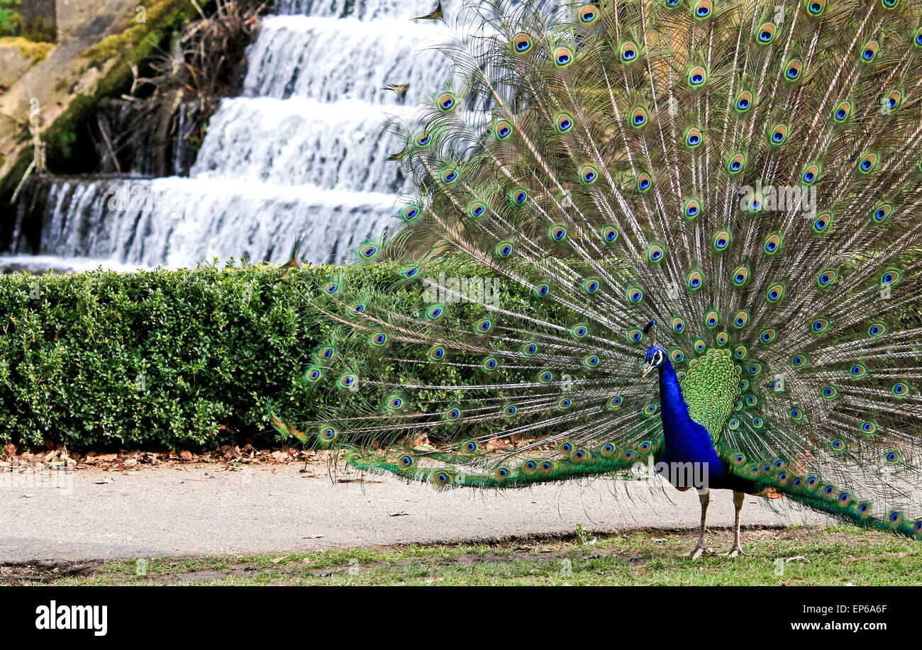 Peacock afficher Banque D'Images