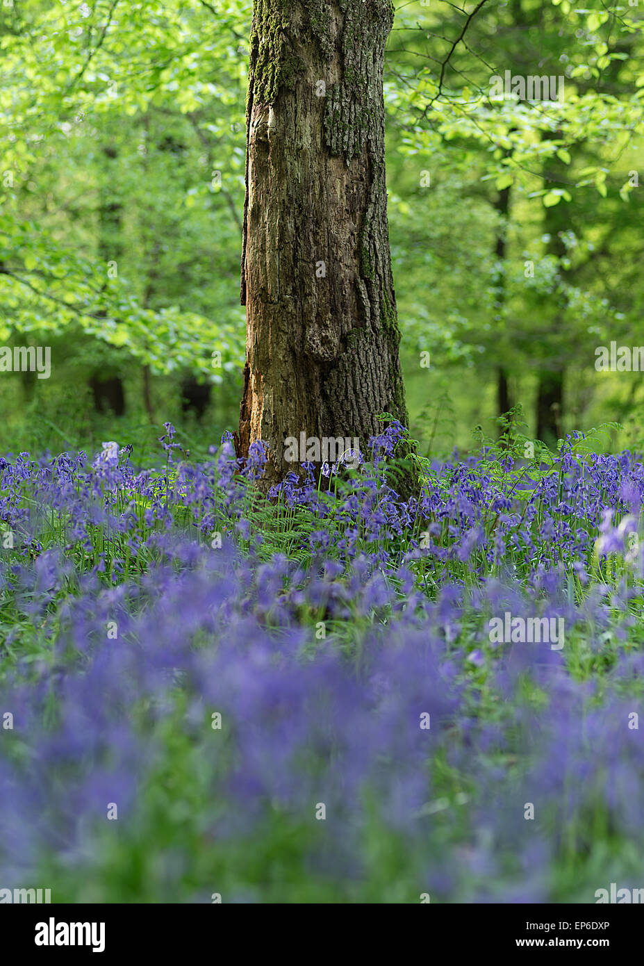 Une série de Bluebells croissant dans les hêtraies, blanc vers le bas, Surrey Banque D'Images