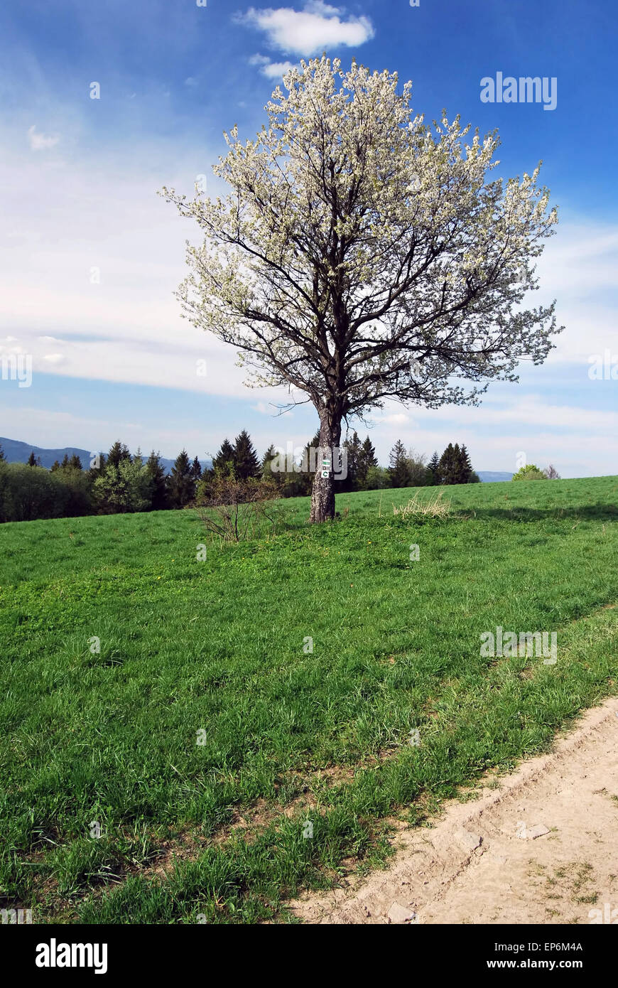 Arbre fleurissant sur prairie avec des randonnées à pied et à vélo dans la région de trail marquage Kysucke Beskydy montagnes avec ciel bleu ciel Banque D'Images