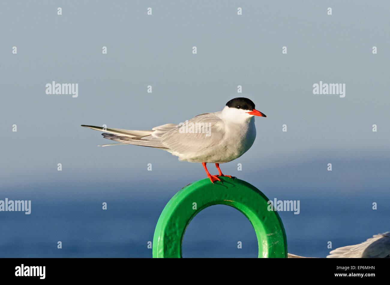 Une sterne arctique (Sterna paradisaea) repose sur une aide à la navigation peut juste à côté de la rive de Mount Desert Island, dans le Maine. Banque D'Images