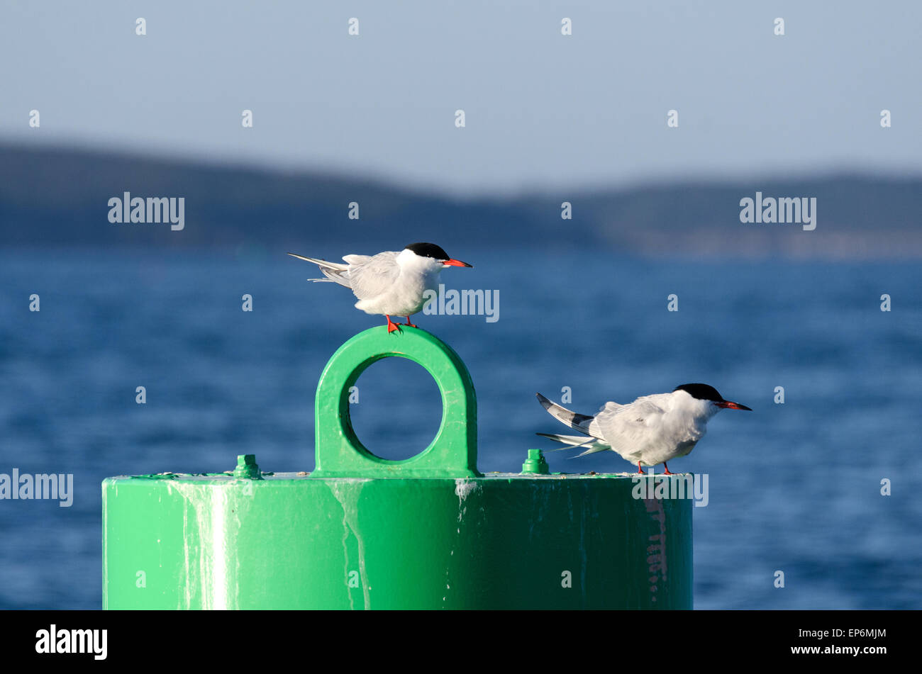 Deux Sternes arctiques (Sterna paradisaea) reste sur un peut de navigation au large de la côte de Mount Desert Island, dans le Maine. Banque D'Images