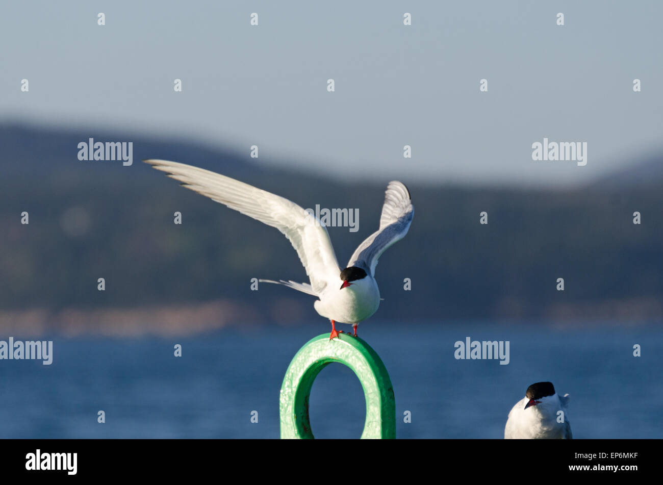 Deux Sternes arctiques (Sterna paradisaea) reste sur une bouée de navigation juste à côté de la rive de Mount Desert Island, dans le Maine. Banque D'Images