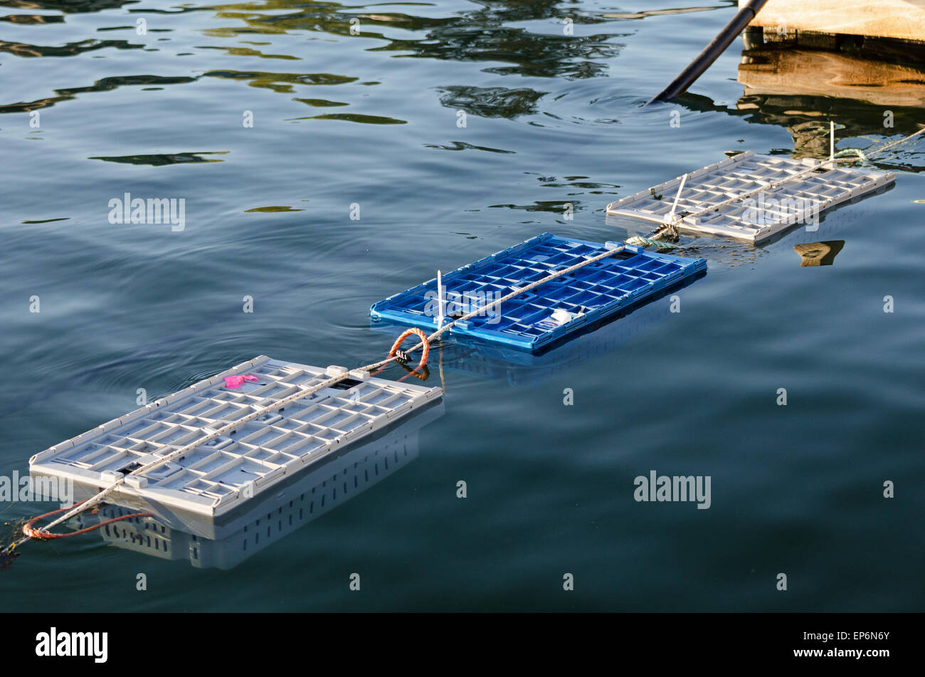 Homards (caisses dans lesquelles vivent les homards sont stockés) amarré au large de la ville quai sur l'île de Little Cranberry, dans le Maine. Banque D'Images