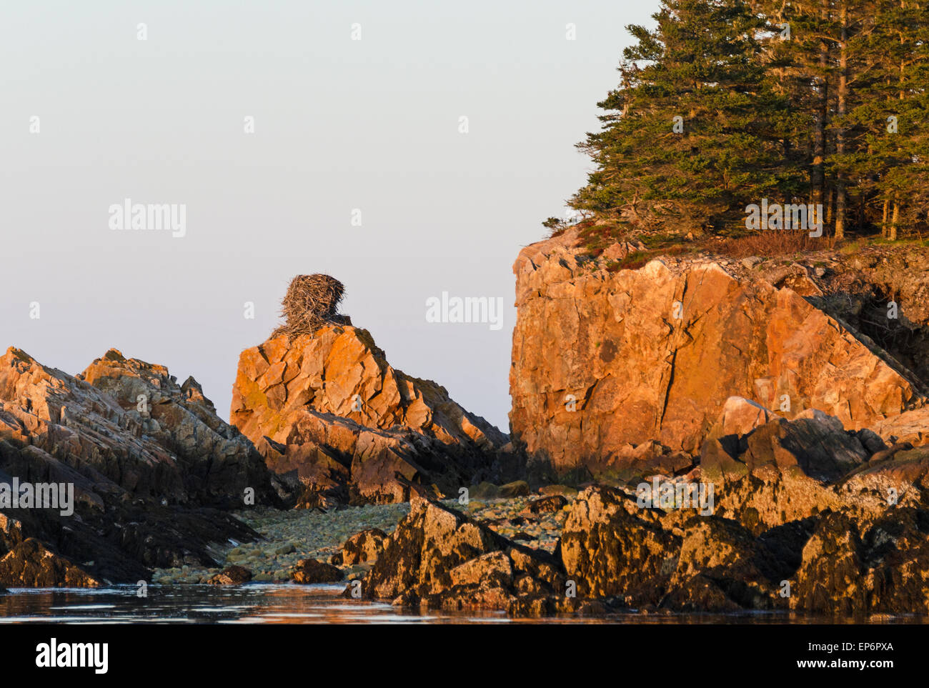 Un énorme vieux nids de balbuzards au coucher du soleil sur les falaises de l'île de Sutton, Maine Banque D'Images