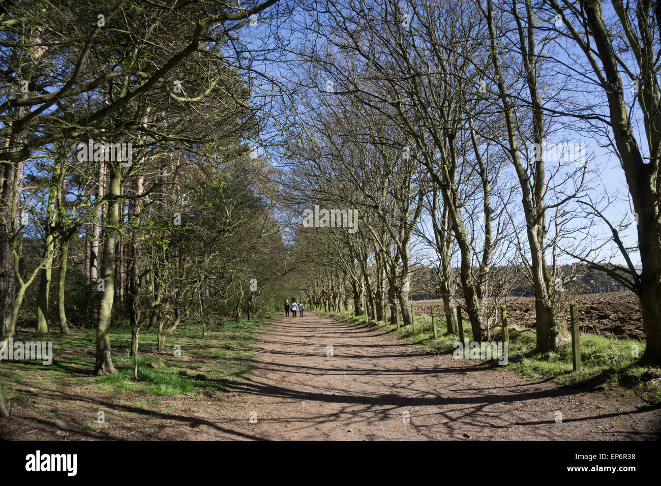 De chemin à pied à Belhaven Bay Limetree, Tyninghame, East Lothian Banque D'Images