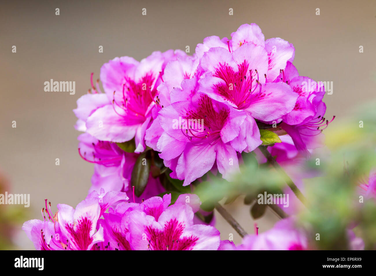 Azalée rose des fleurs. Banque D'Images