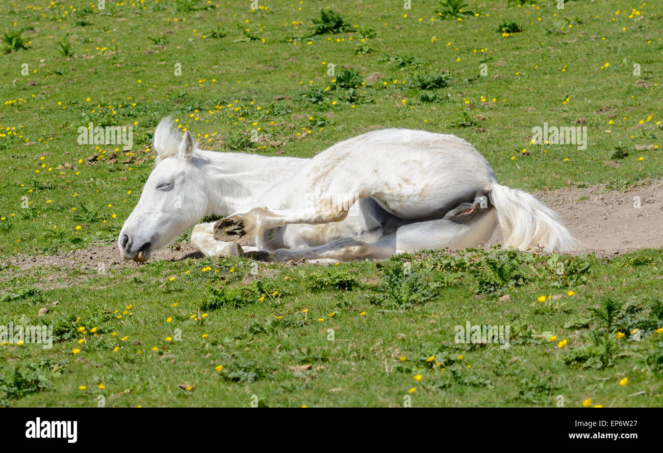 Cheval blanc intérieur rouler sur son dos sur l'herbe dans un champ. Banque D'Images