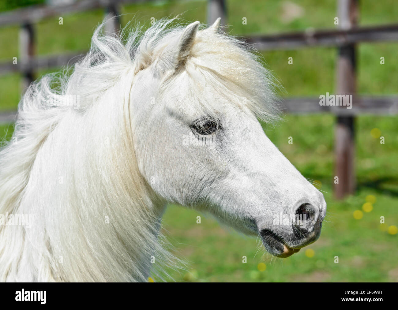 Chef d'une branche de cheval blanc dans un champ dans le Royaume-Uni. Banque D'Images